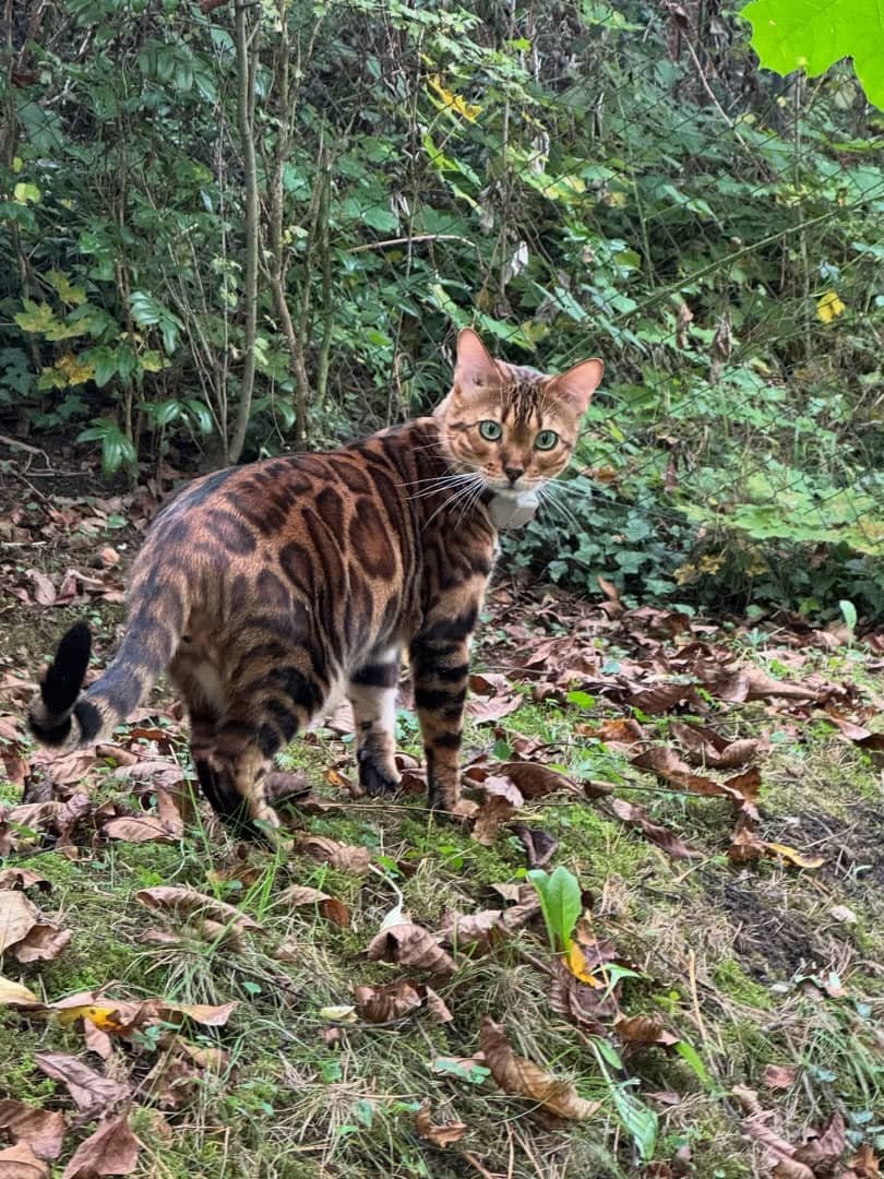 Bengal Kitten Portrait - Beautiful spotted coat