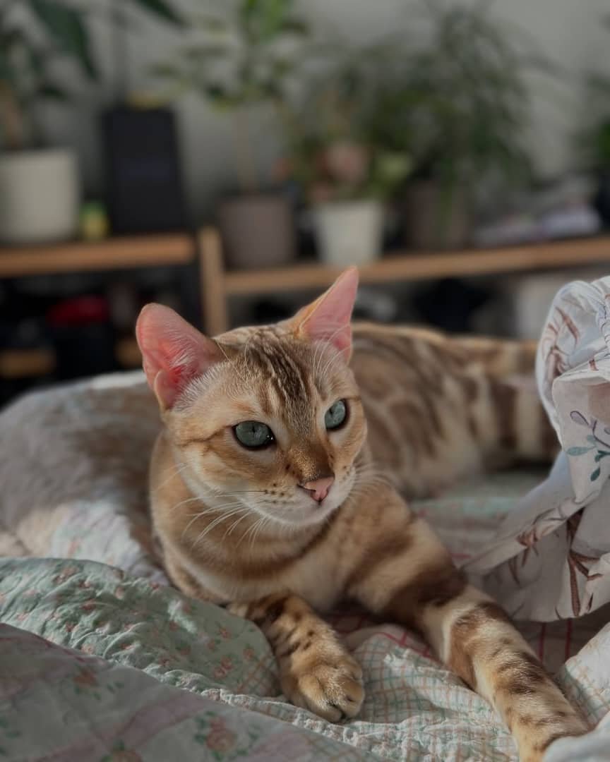 Bengal Kitten Sleeping - Peaceful and adorable