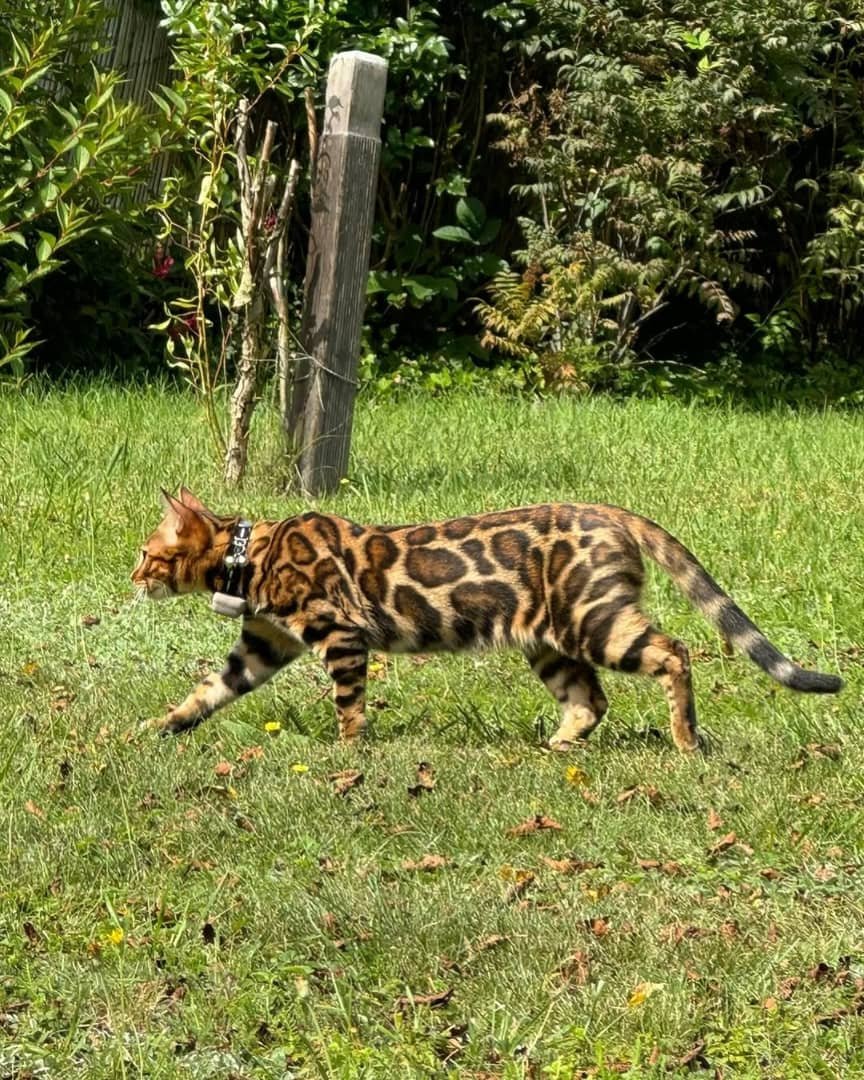Bengal Kitten Climbing - Active and athletic
