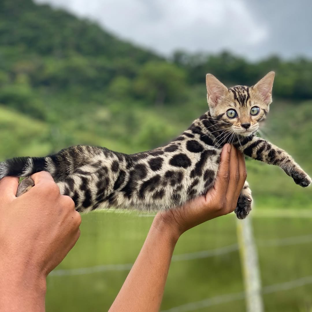 Two Bengal Kittens Together - Social and loving