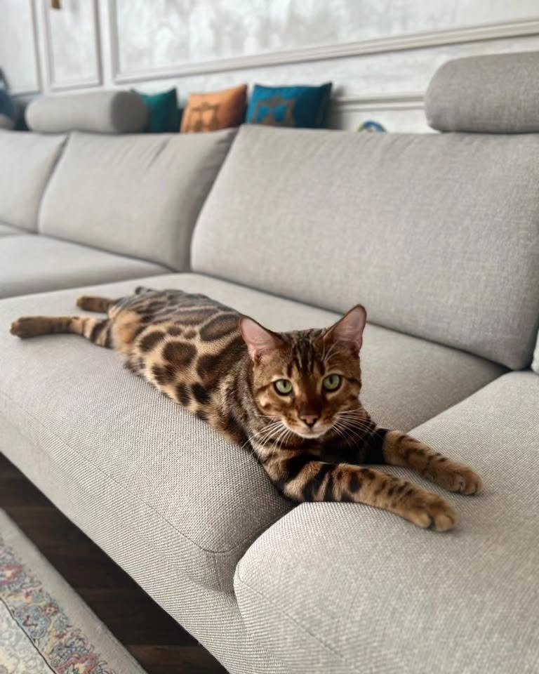 Bengal Kitten in Sunlight - Gorgeous coat pattern