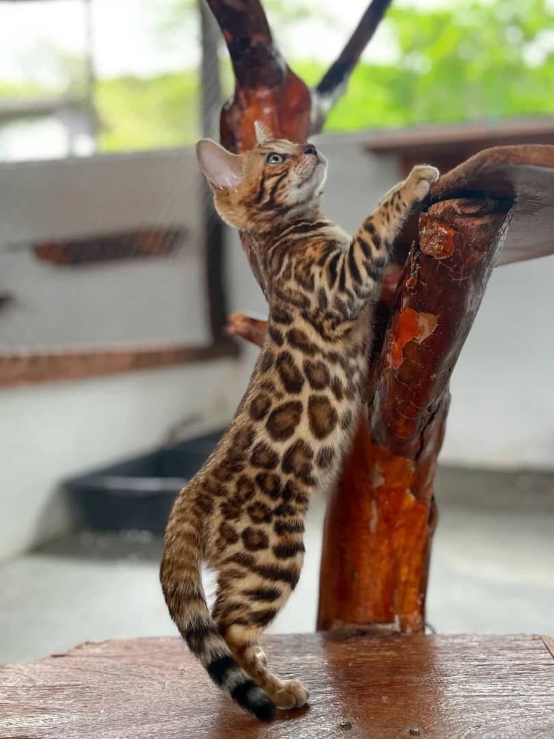 Bengal Kitten in Home Environment - Raised in a loving family home