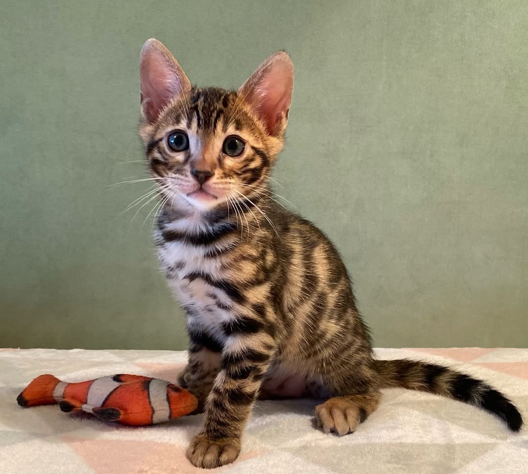 Luna - Brown Spotted Bengal Kitten