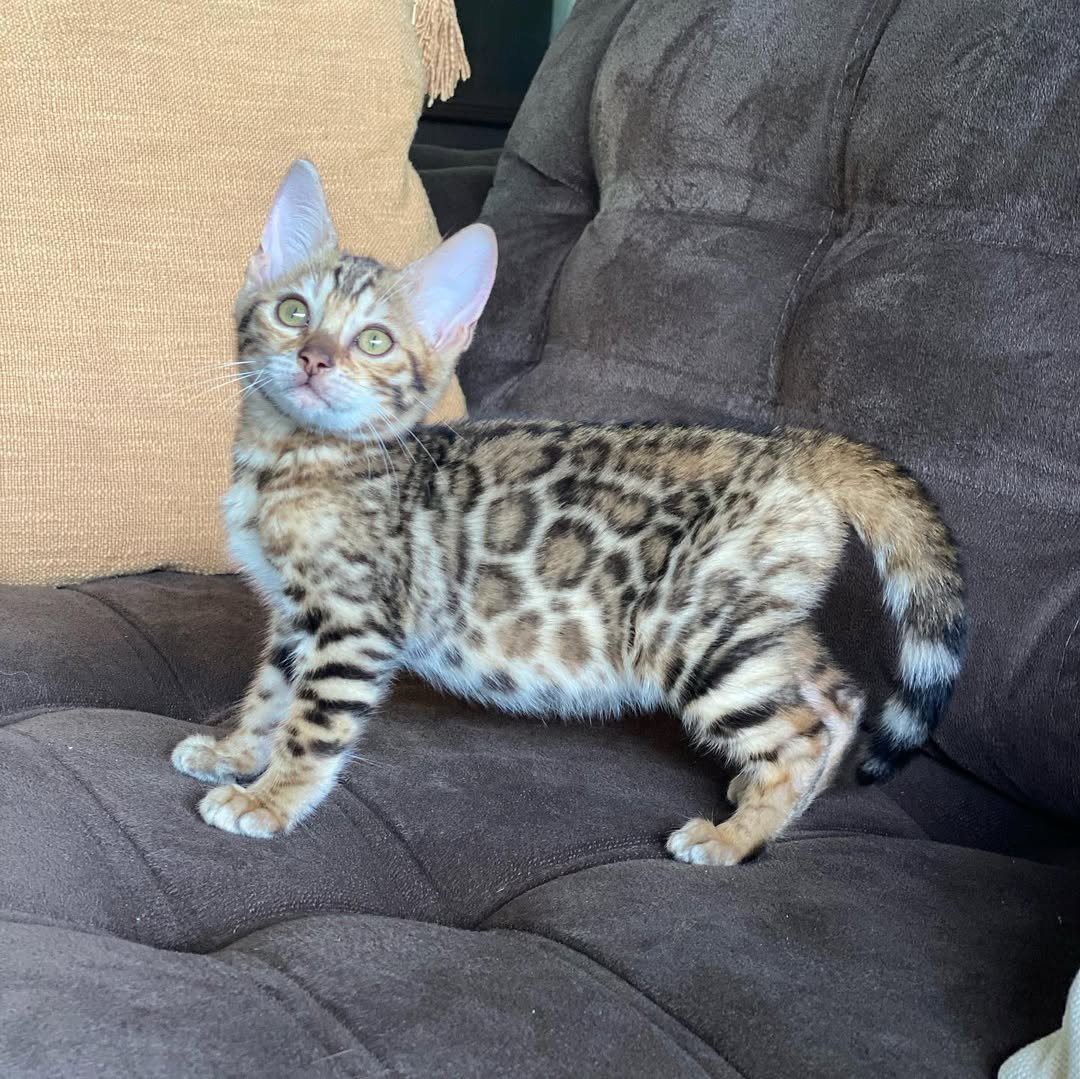 Tiger - Brown Rosette Bengal Kitten