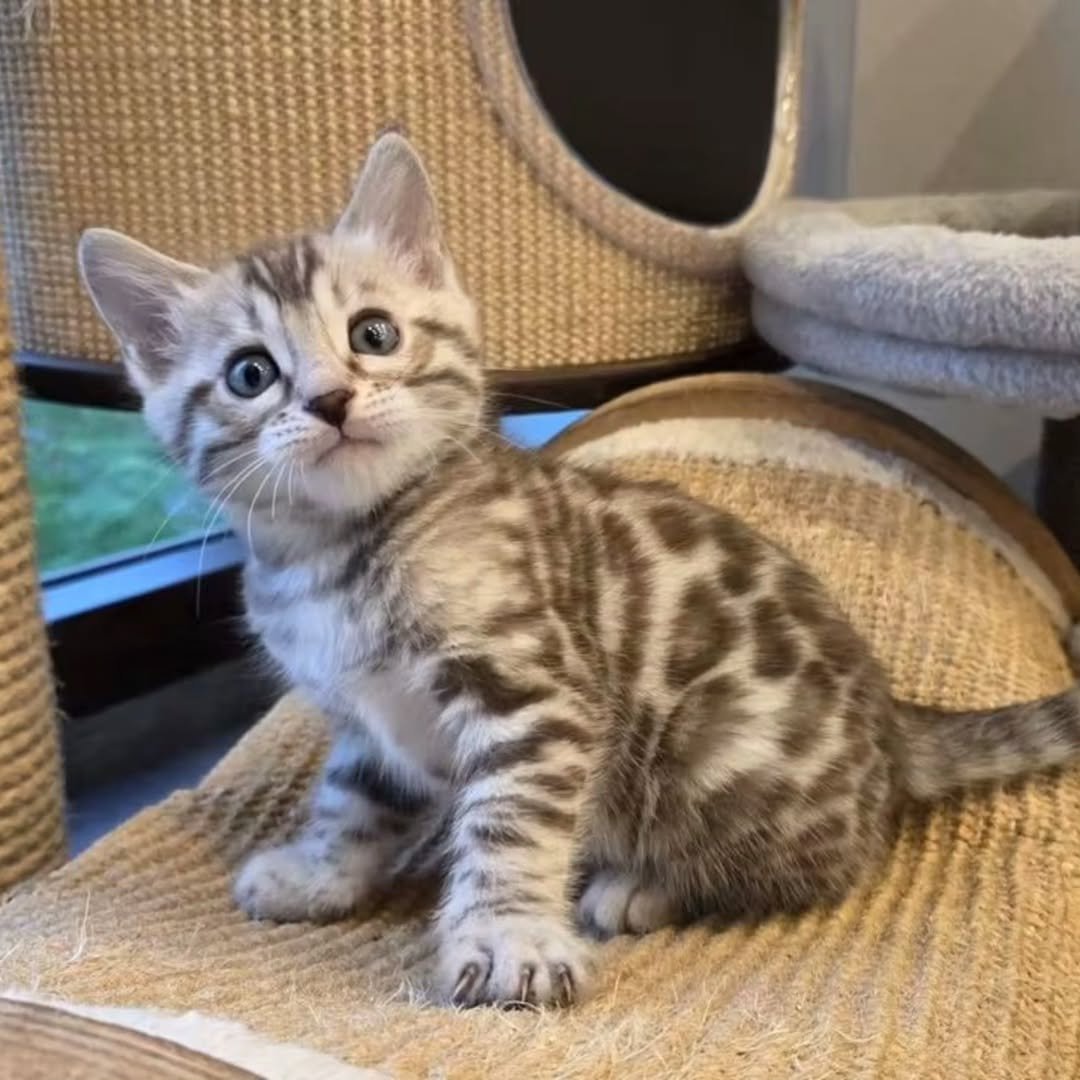 Zara - Snow Lynx Bengal Kitten