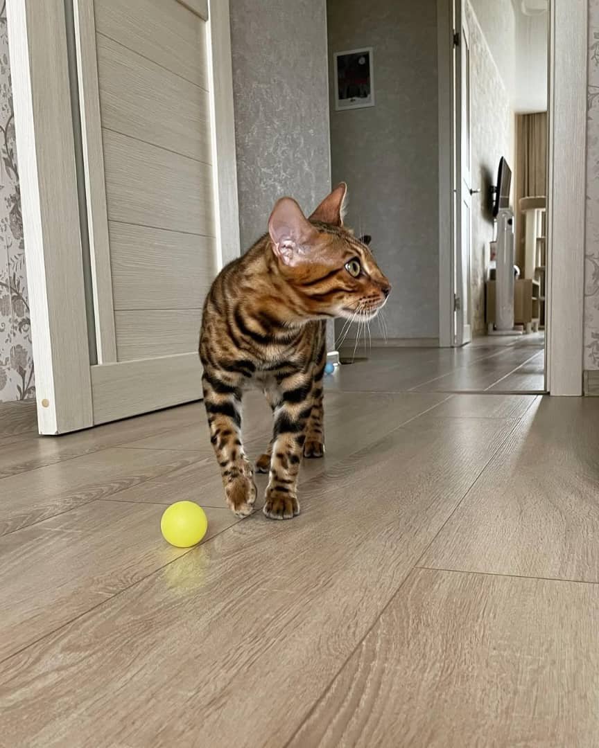 Bengal Kitten Playing - Energetic and playful nature