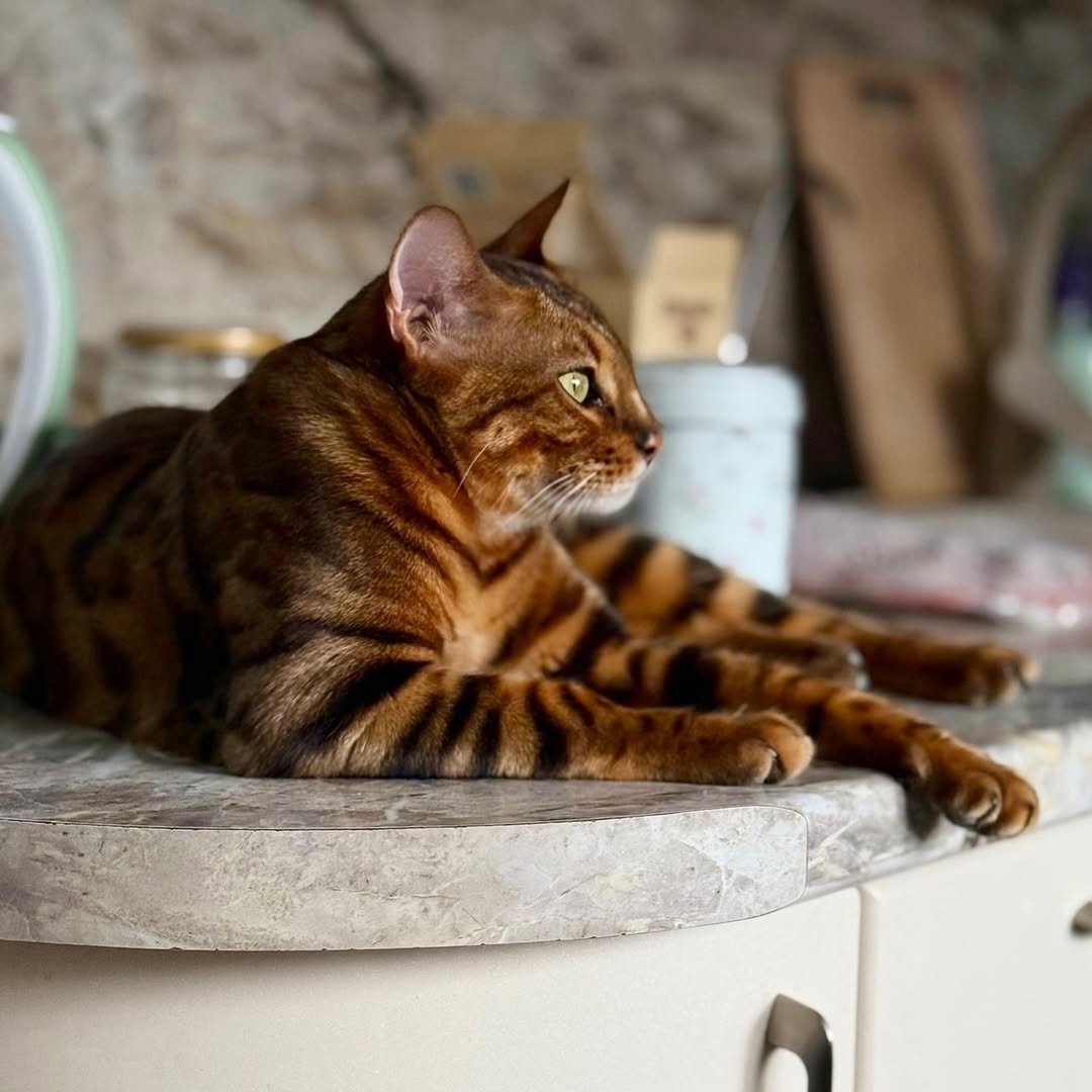 Purebred Bengal Kitten with TICA Registration Papers