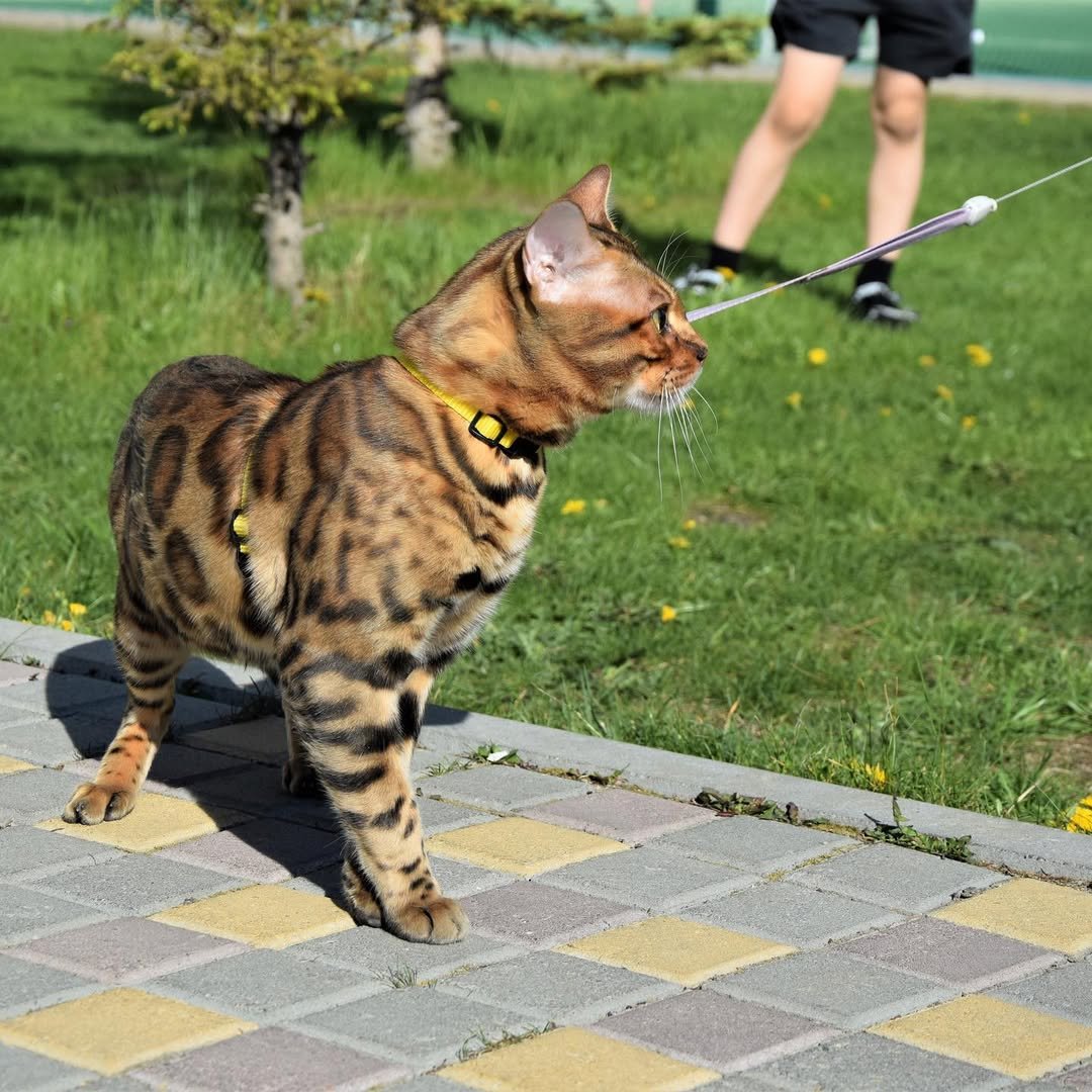 Bengal Kitten Being Socialized at Home - Handled with love from birth